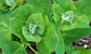Gartenmelde - © Klaus W. Eisenlohr & Johann Zeitler