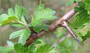 Weißdorn - © Klaus W. Eisenlohr & Johann Zeitler
