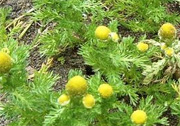 Strahllose Kamille - © Klaus W. Eisenlohr & Johann Zeitler